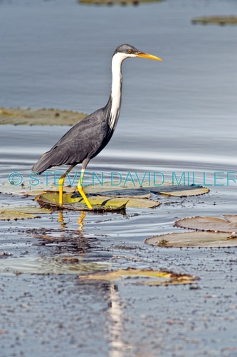 pied heron picture;pied heron;pied egret;ardea picata;pied heron fishing;pied heron standing in water;juvenile pied heron;parry lagoons nature reserve;marlgu billabong;ramsar wetland;ramsar wetland of international importance;wyndham;the kimberley;kimberley;western australia;australian nature reserves;steven david miller