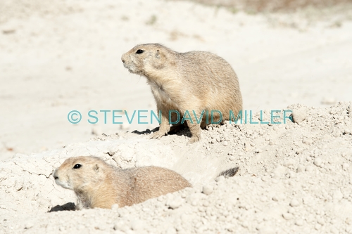 prairie dog picture;prairie dog;black-tailed prairie dog;black tailed prairie dog;blacktail prairie dog;prairie dog town;town of prairie dogs;badlands national park;national park;south dakota national park