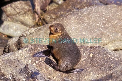 new zealand fur seal picture;new zealand fur seal;fur seal;arctocephalus forsteri;fur seal looking in camera;new zealand seal;cape foulwind fur seals;westport;marine mammals;south island;new zealand;steven david miller